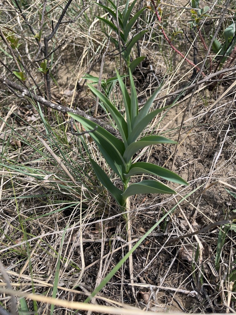 Captured with VisionCamera by mrousavy