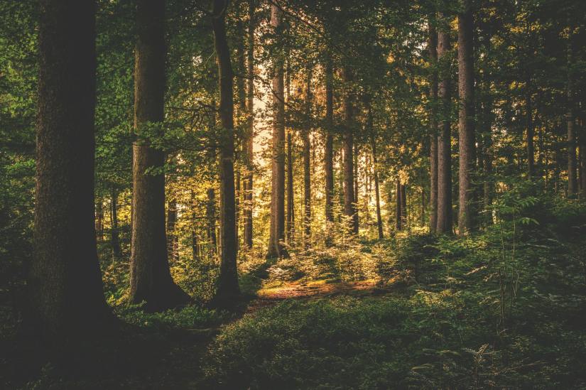 Mending Your Nervous System With Forest&nbsp;Therapy