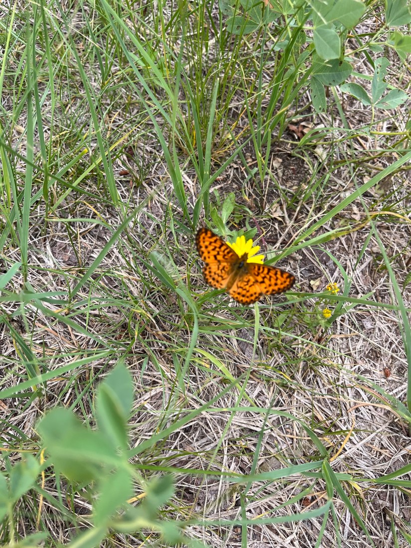 Survival to Stellify: Rising From the Ashes to Be Placed Among the&nbsp;Stars