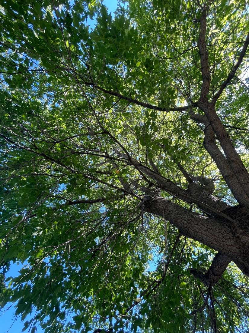 CBT & Chronic Pain: Finding My Way Back to the&nbsp;Forest