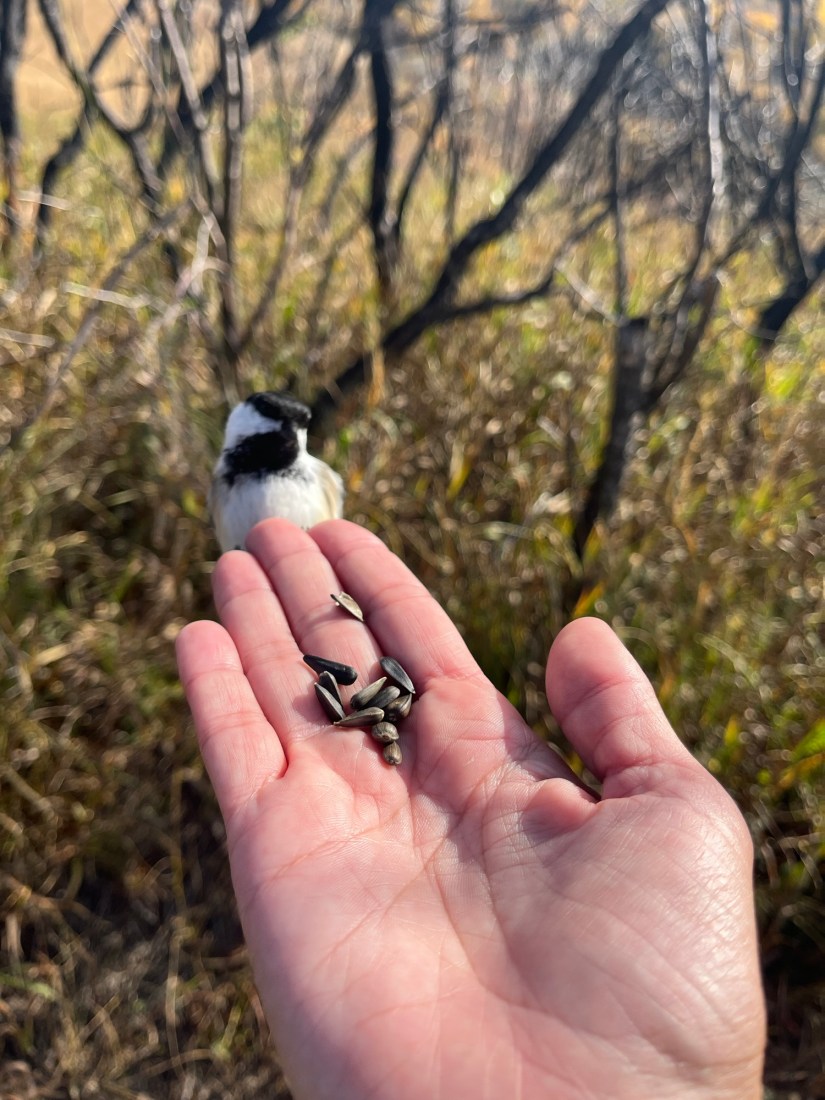 Revamping Pain: From Suffering to&nbsp;Serenity