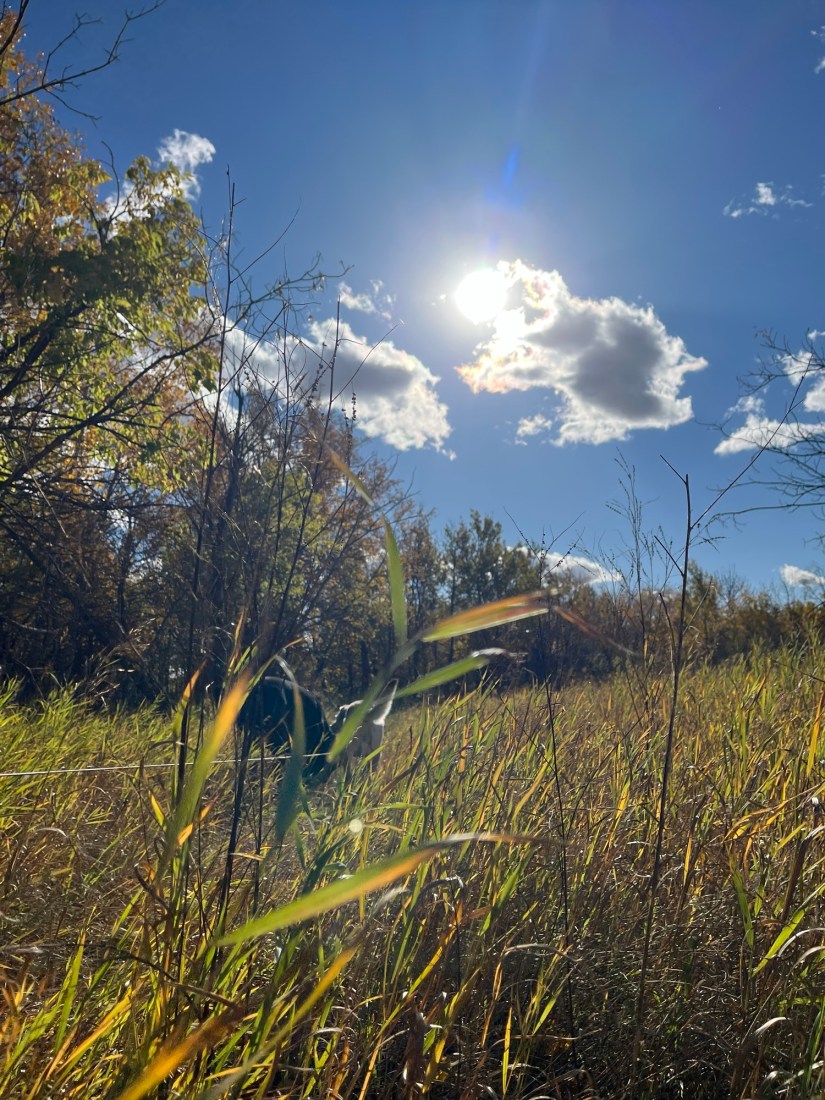 How Forest Therapy Can Transform Your Pain&nbsp;Experience