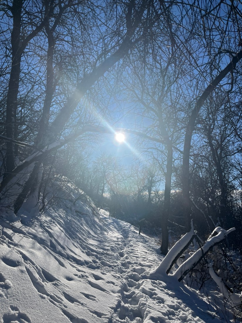 🌲 The Science Behind Forest Therapy’s Immune&nbsp;Benefits