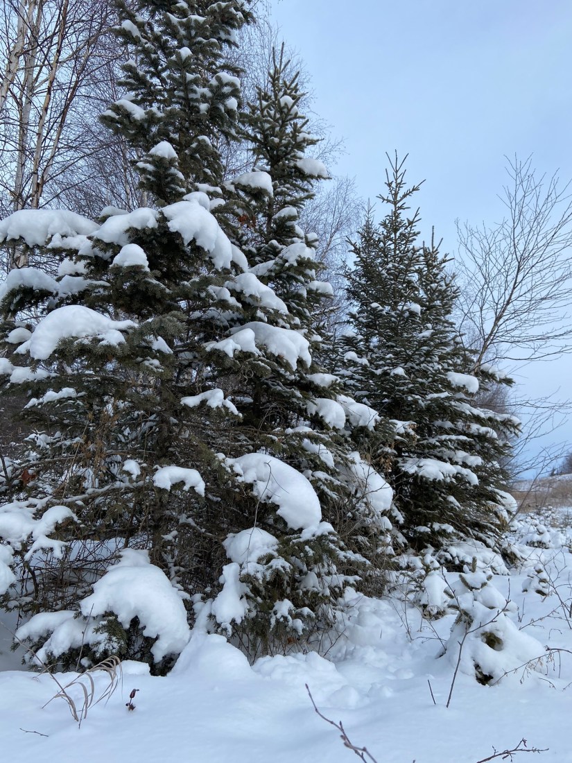 Mending Woods: A Journey of&nbsp;Self-Discovery