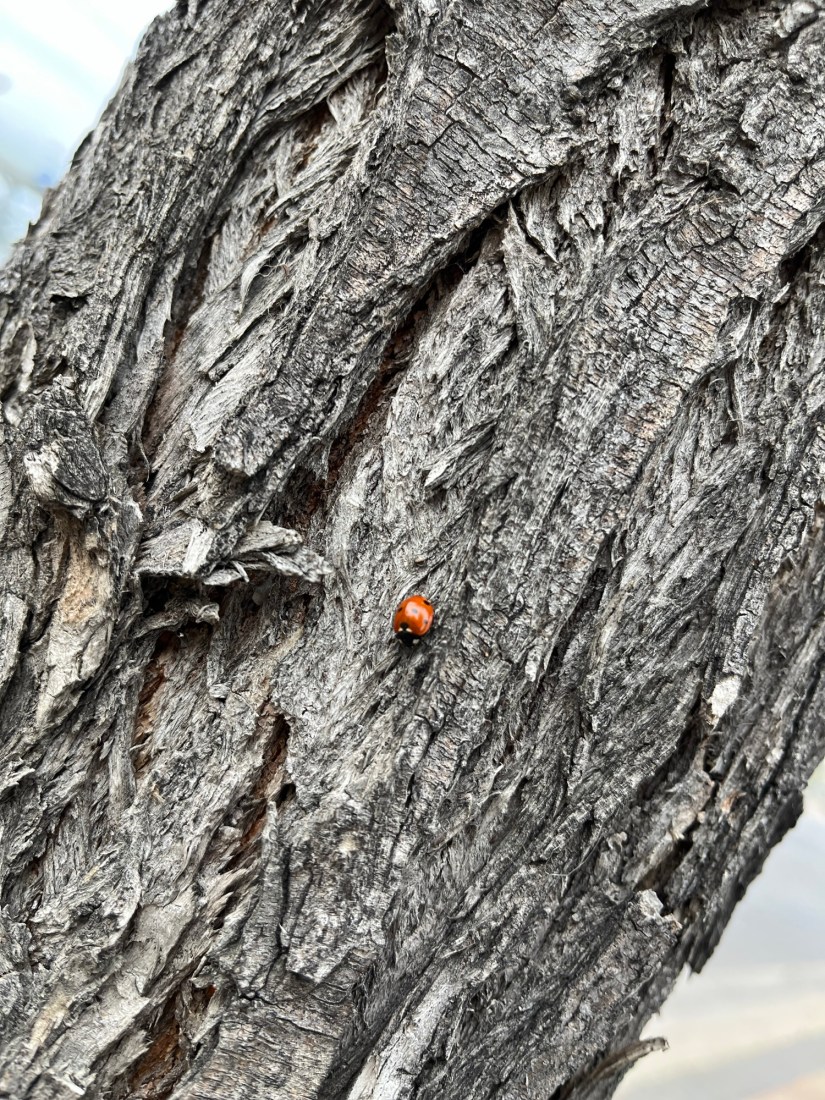 Nourish Your Nervous System: Forest Therapy Insights