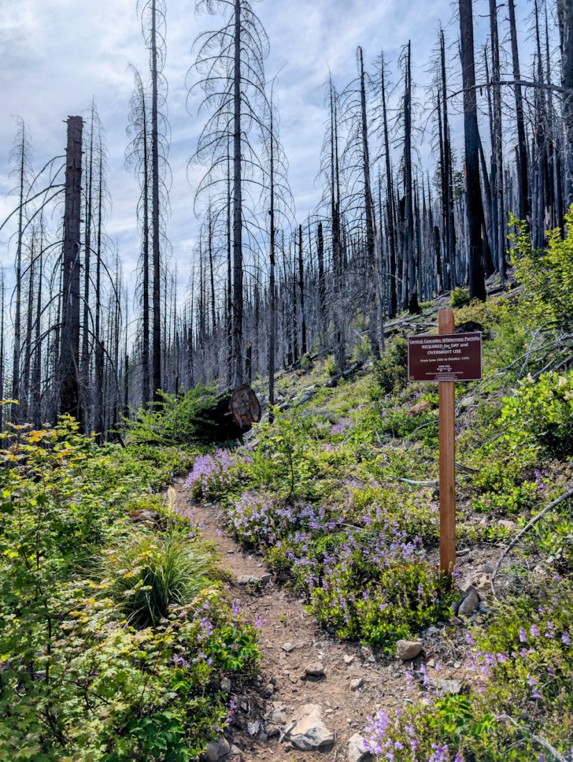 Healing from Burnout: Lessons from Forest&nbsp;Therapy