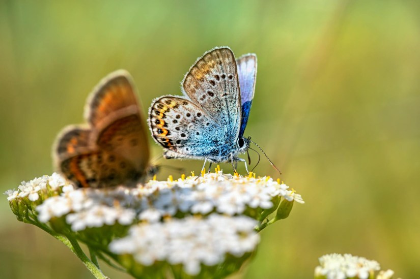 From Midlife Crisis to Midlife&nbsp;Chrysalis