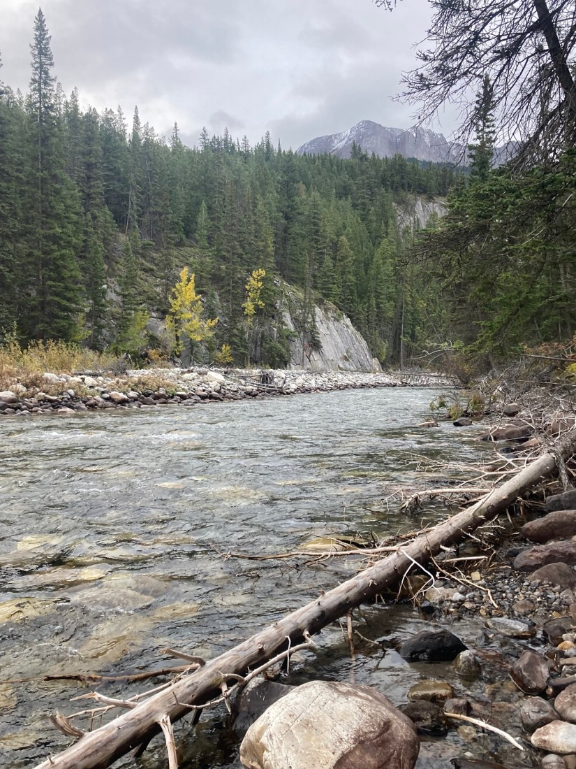 A Lesson in Survival from an October&nbsp;Forest